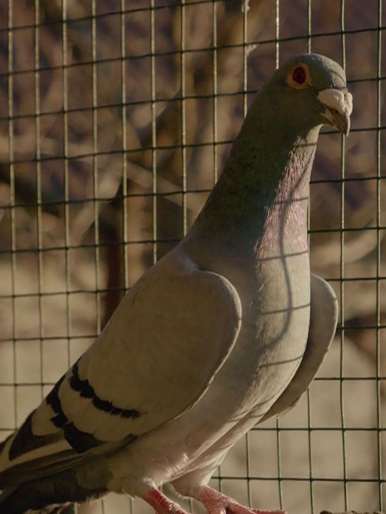 Bird control midlands