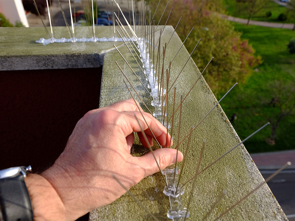 Bird spike instralation midlands