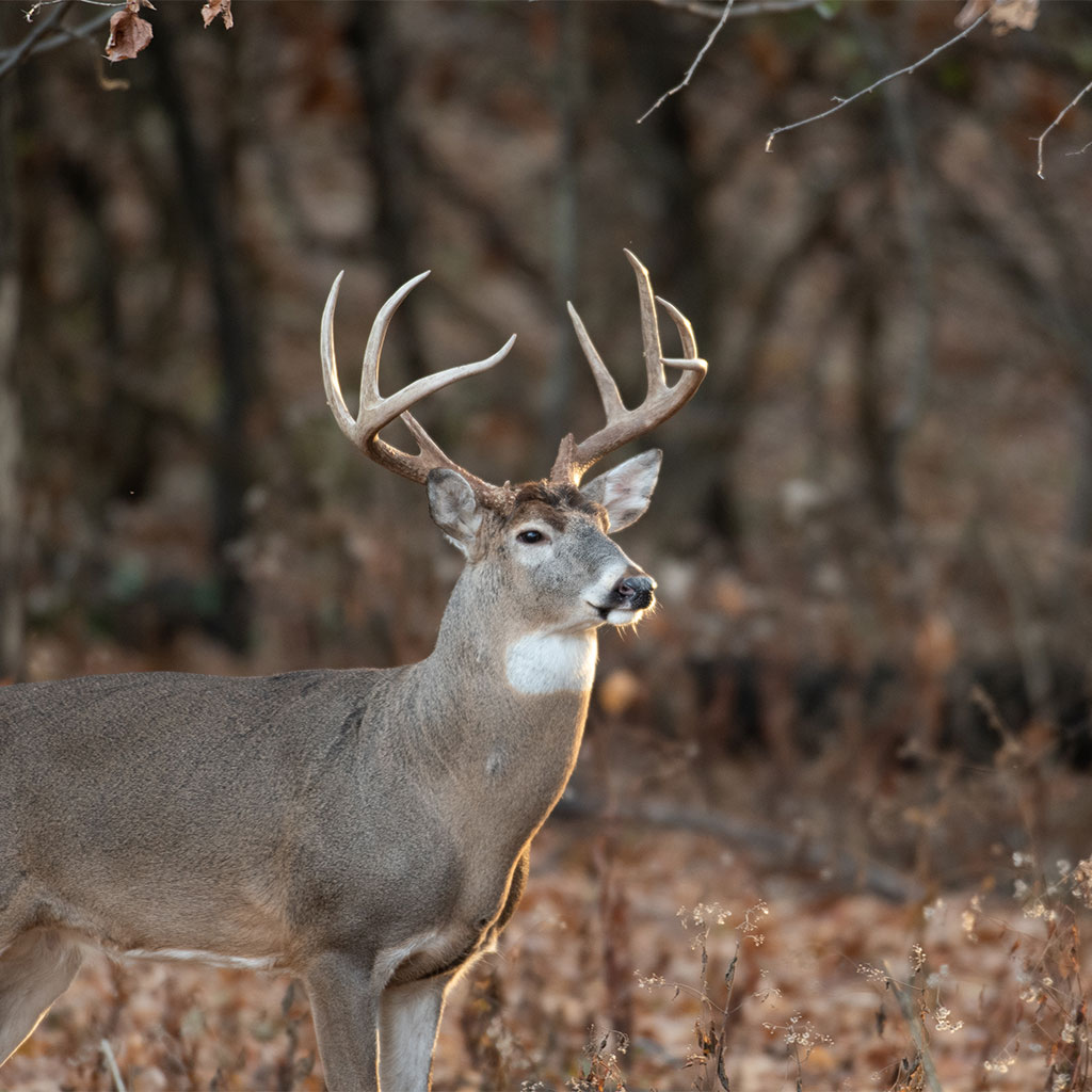 Humane Wildlife Removal