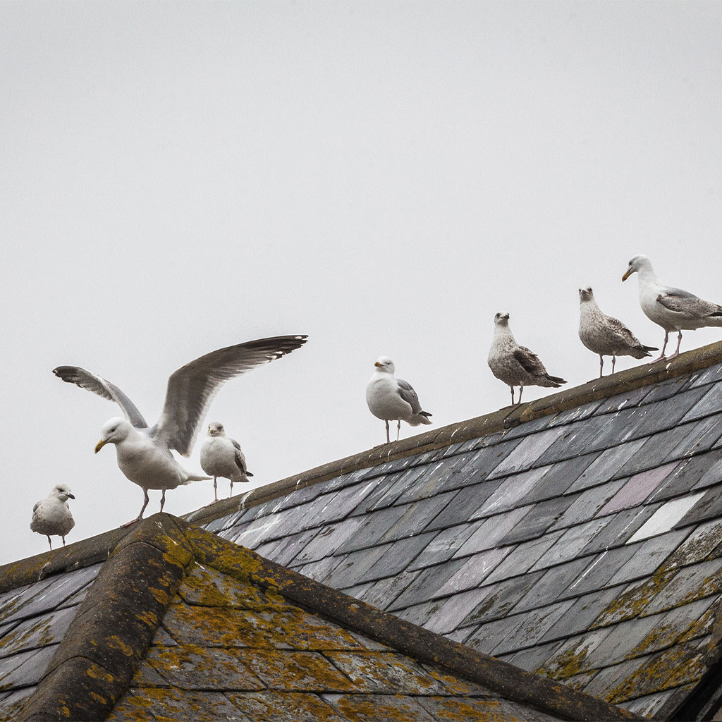 Pidgon control midlands