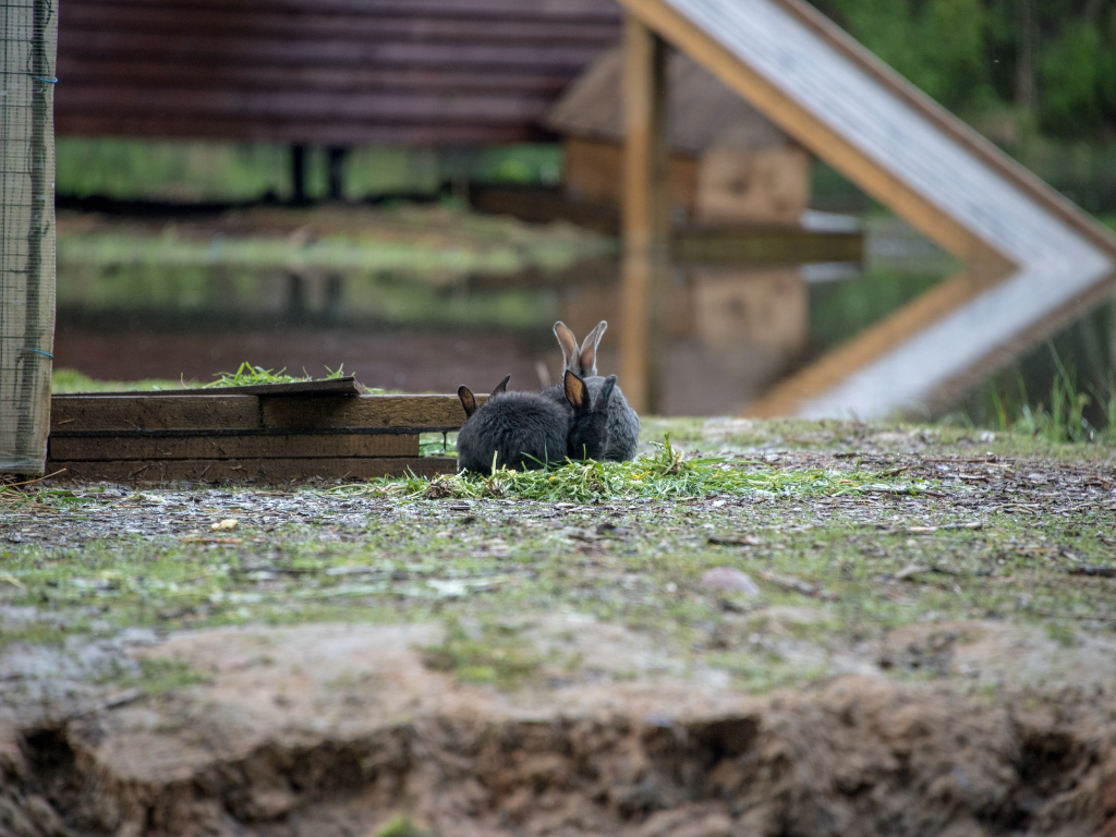 Rabbit Population Management Rabbit Population Management