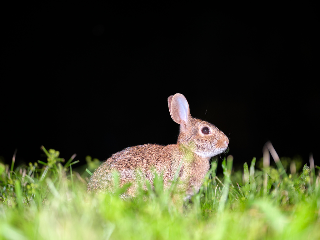 Rabbit Population Management (2) Rabbit Population Management at night