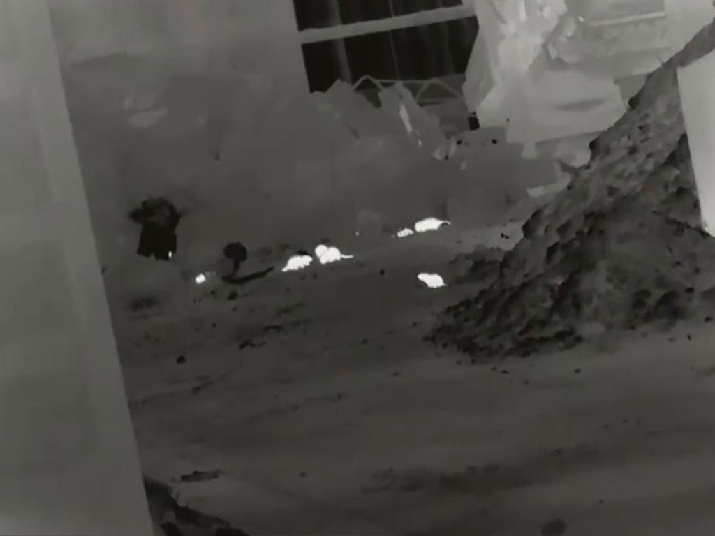 Rat infestation