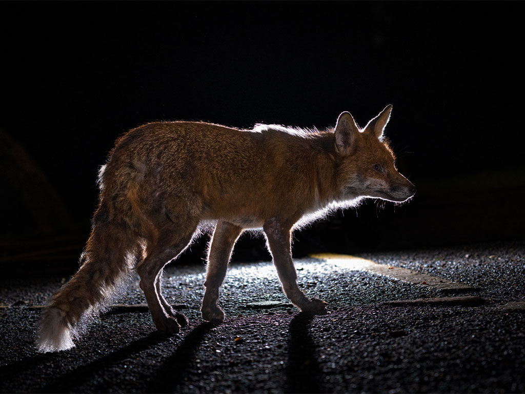 Urban & Rural Fox Control Midlands