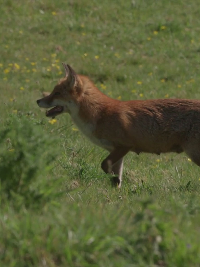 Urban & Rural Fox Control