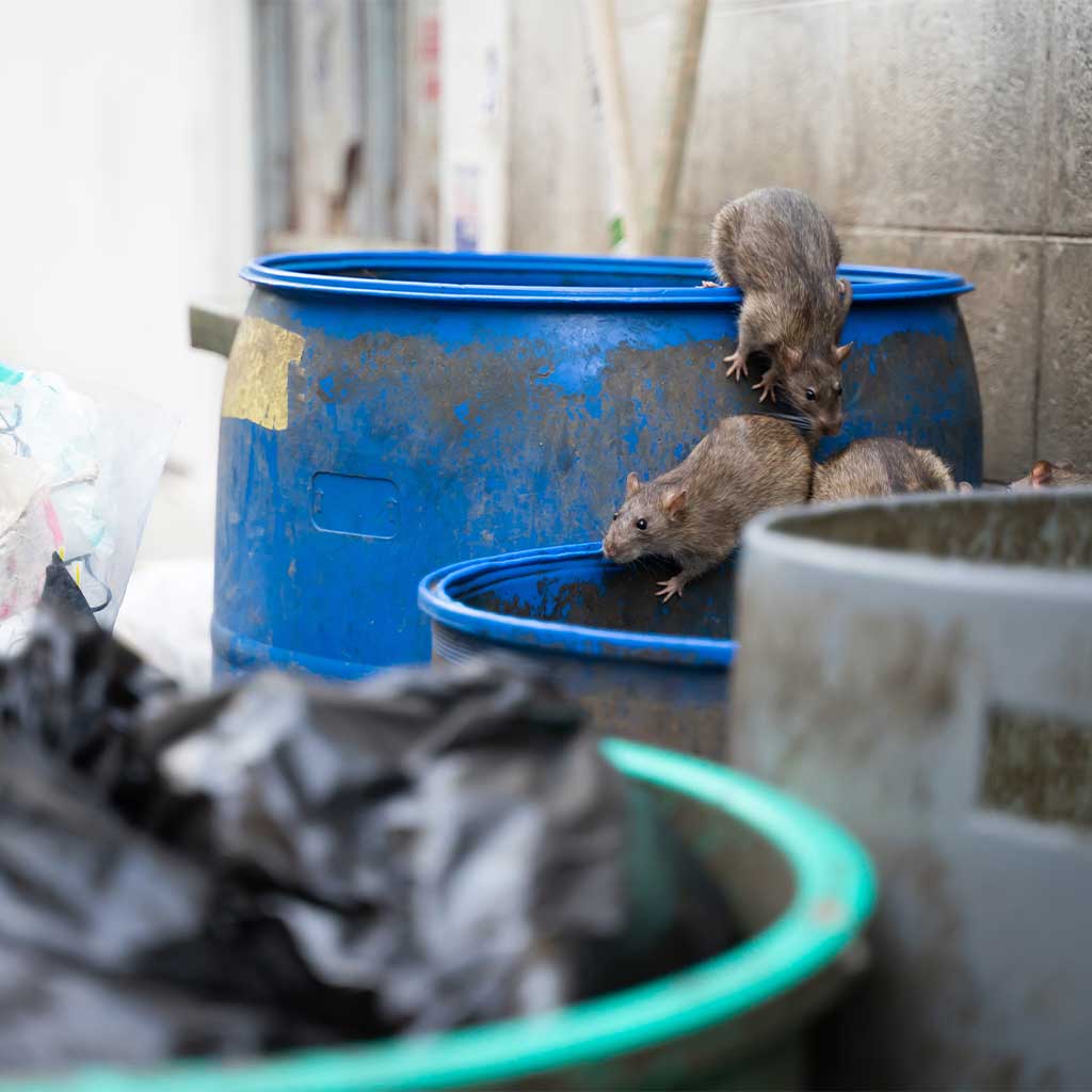 commercial and agricultural rodent control