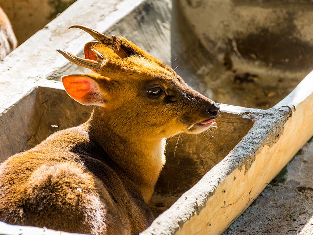 muntjac deer in feeding trough