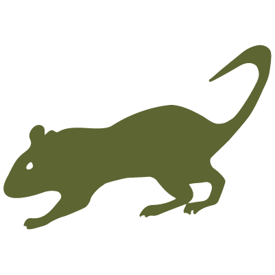 rat dark